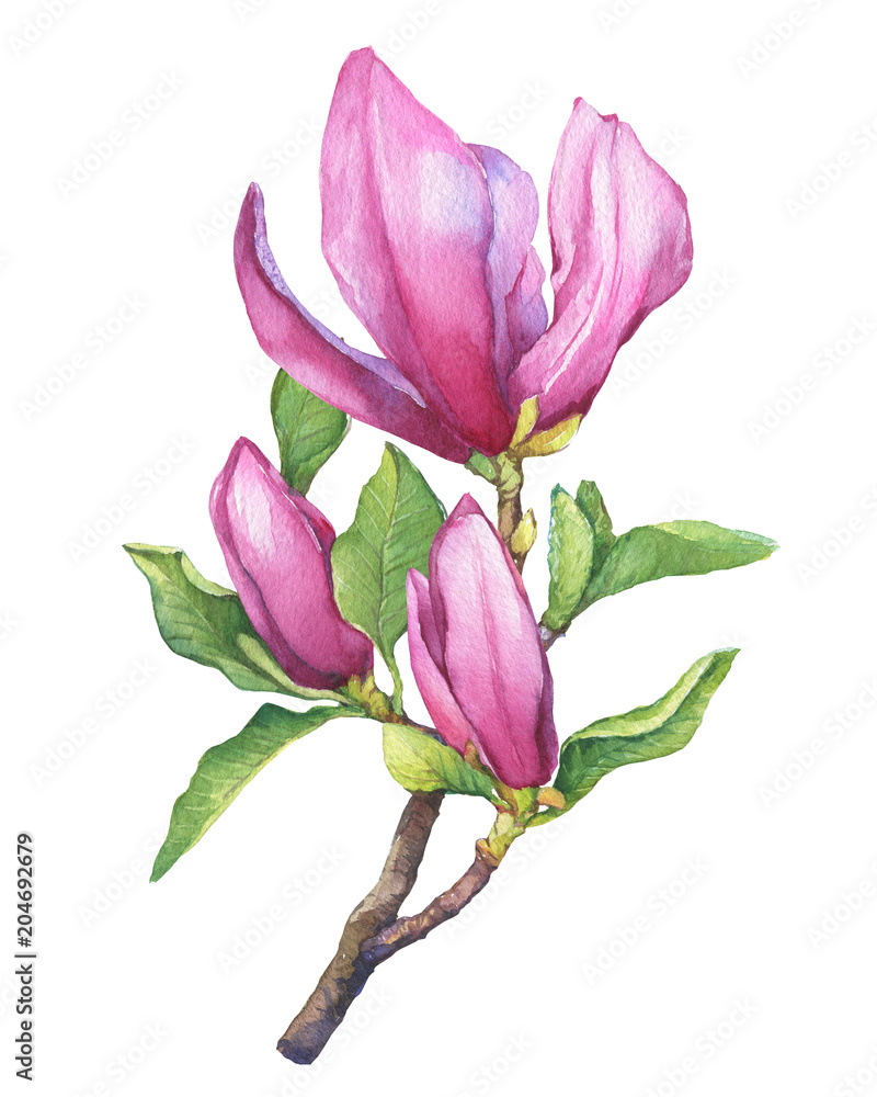 Fototapeta premium Branch of pink magnolia with flowers and leaves. Botanical watercolor hand drawn painting illustration, isolated on white background.