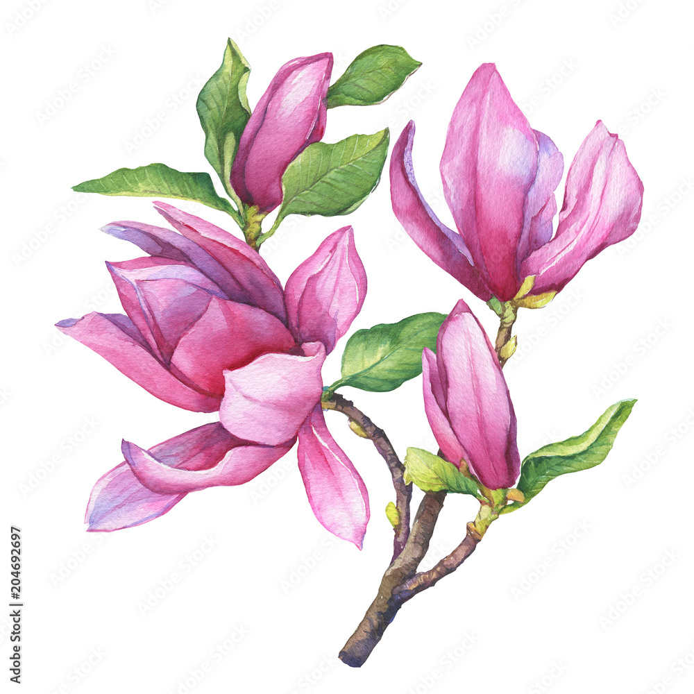 Obraz premium Branch of purple magnolia liliiflora (also called mulan magnolia) with flowers and leaves. Botanical watercolor hand drawn painting illustration, isolated on white background.