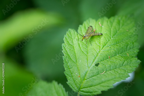 Close up macro of insect on green leaf in forest