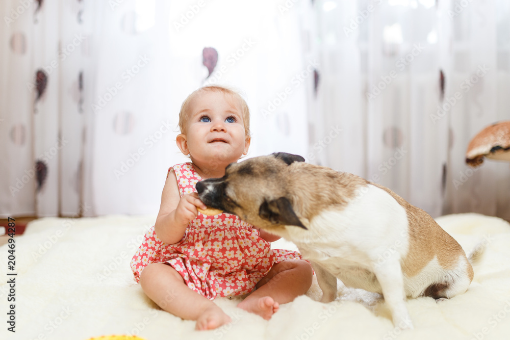 Little funny Caucasian girl the child sits at home on the floor on a light carpet with the best friend of the half-breed dog with spotty color and short hair and funny big ears. Baby is eating cookies Little funny Caucasian girl the child sits at home on the floor on a light carpet with the best friend of the half-breed dog with spotty color and short hair and funny big ears. Baby is eating cookies