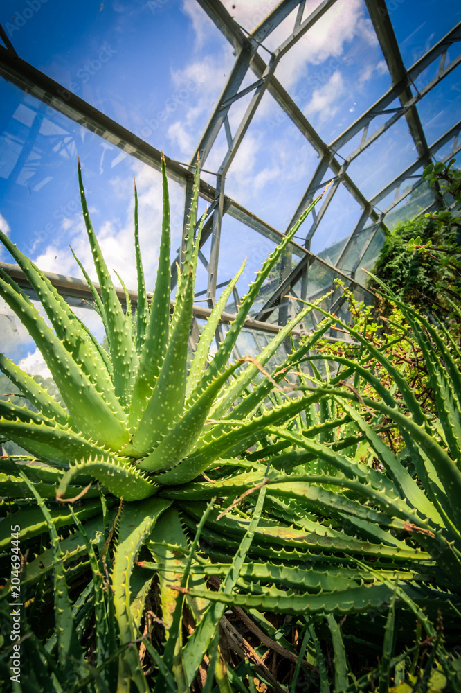 Obraz premium Beautiful, trendy exotic flowers in the greenhouse 