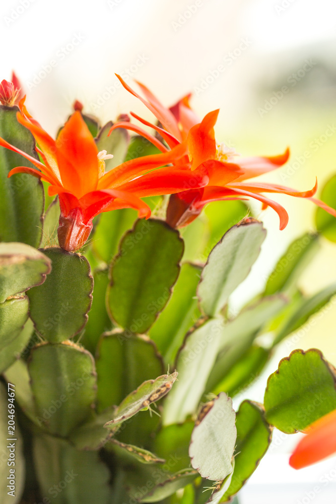 Trendy succulent plant in a pot, shot from above Trendy succulent plant in a pot, shot from above