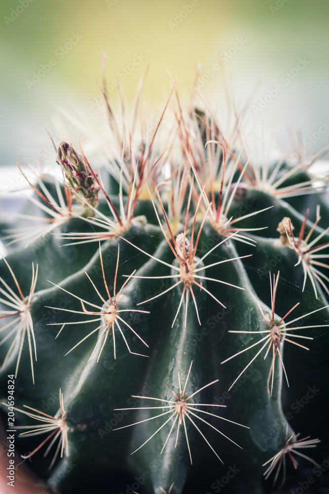 Trendy cactus on the window sill close up Trendy cactus on the window sill close up
