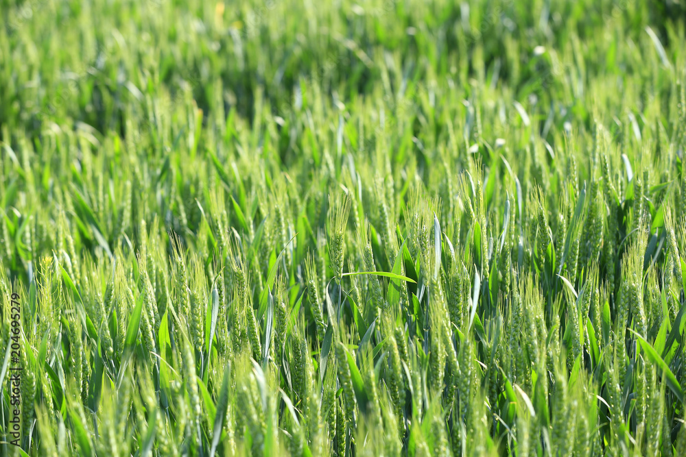 Growing wheat, outdoors Growing wheat, outdoors