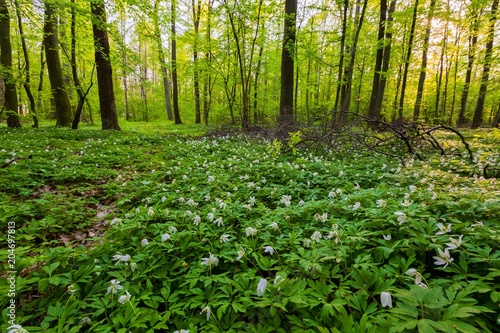 White wild flowers in spring forest
