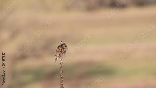 A Meadowlark Singing Its Beautiful Song