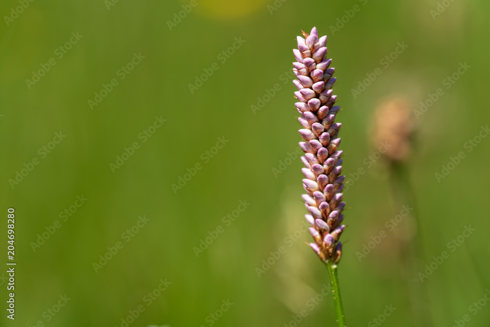 Blüte Blüte