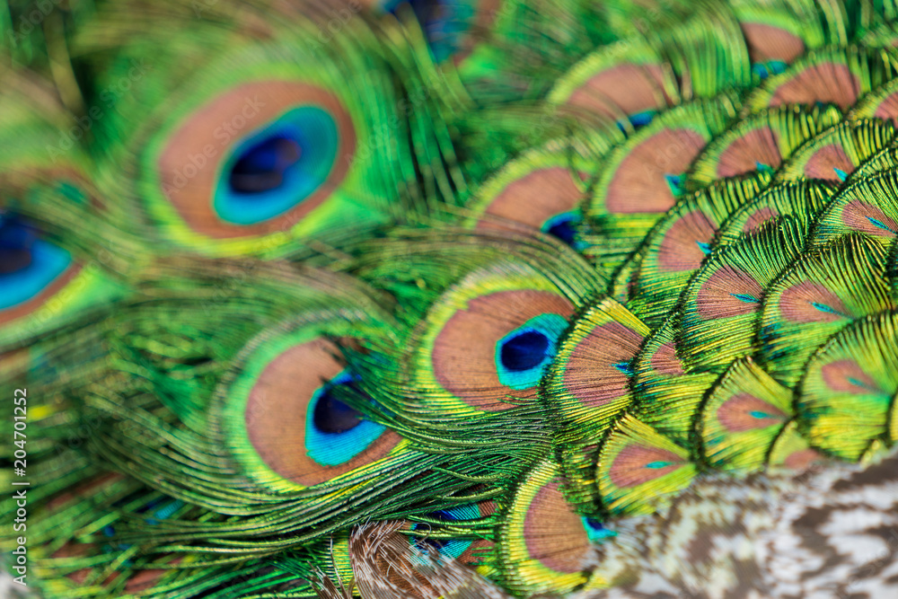 Obraz premium Bunt schillernde Pfauenfedern