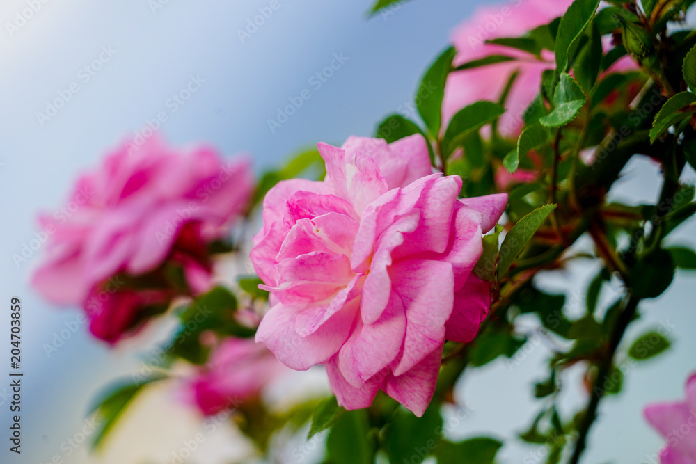 flower flower