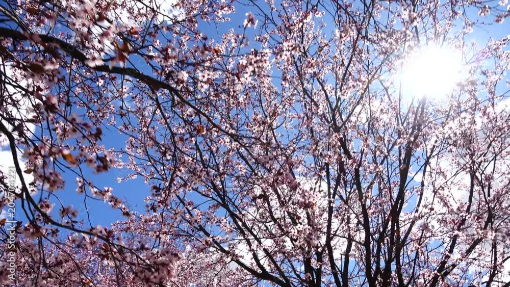 	The blossoming Oriental cherry in the spring.