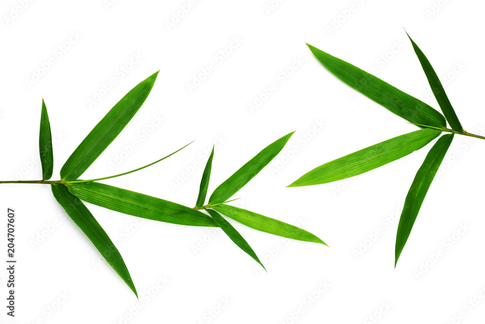 Fototapeta Bambusów liście odizolowywający na białym tle