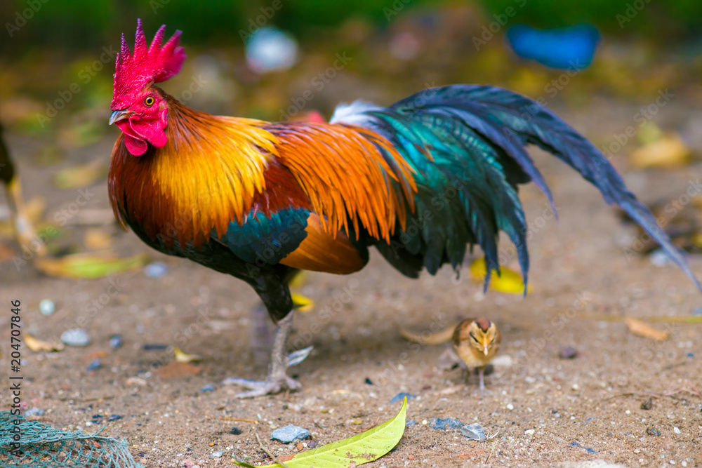 Traditional rooster with hen in forest