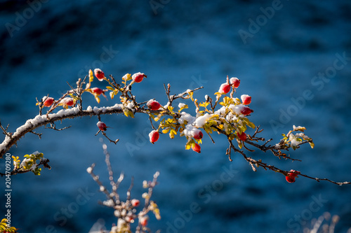 rose hips in a fresh snow fall, Queenstown