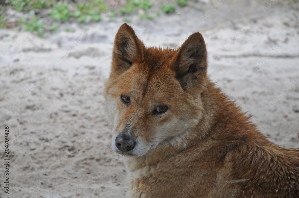 Australian Dingo dog staring Australian Dingo dog staring
