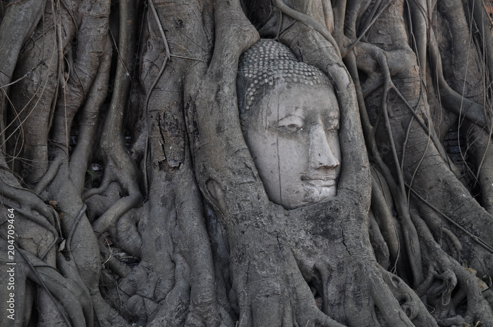 Buddha head inside tree in Ayudhaya Thailand