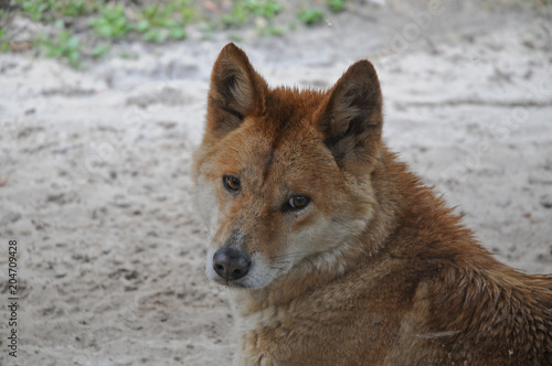 Australian Dingo dog staring