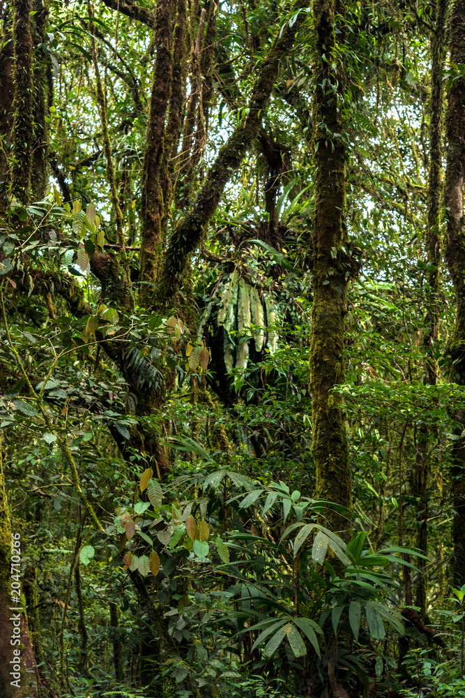 Mossy Forest. Malaysia's Cameron Highlands Mossy Forest. Malaysia's Cameron Highlands