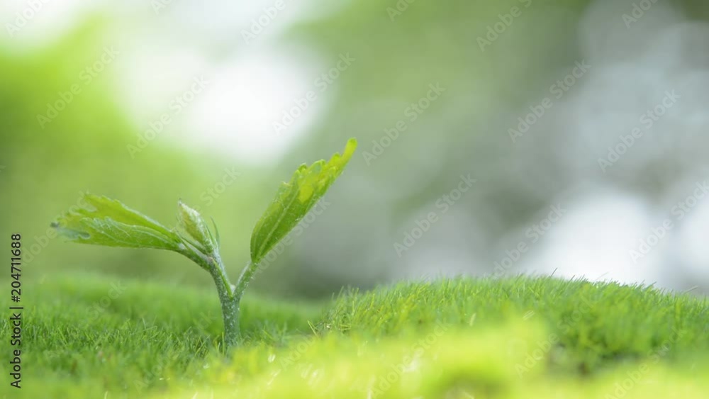 若葉　木漏れ日


