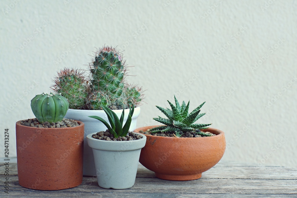 Group of little pot plants on white wall background Group of little pot plants on white wall background