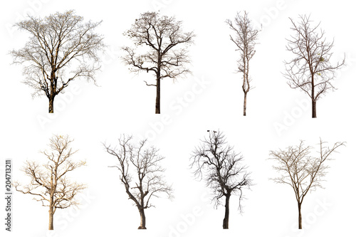  Dead tree group isolated on white background.