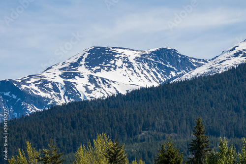 majestic mountain covered with snow under the blue sky behind forest