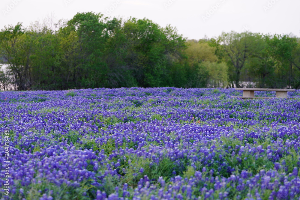 View of blooming bluebonnet wildflowers at a park near Texas Hill Country during spring time View of blooming bluebonnet wildflowers at a park near Texas Hill Country during spring time
