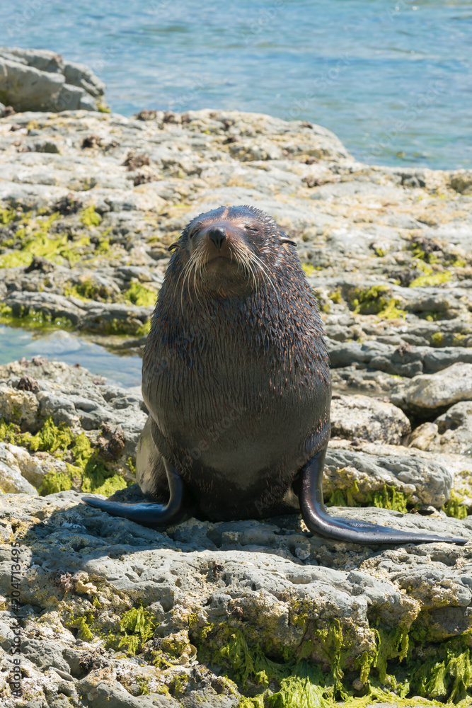 Fototapeta premium Seal on the rock Wschodnie wybrzeże Oceanu Spokojnego Wyspa Południowa Nowa Zelandia