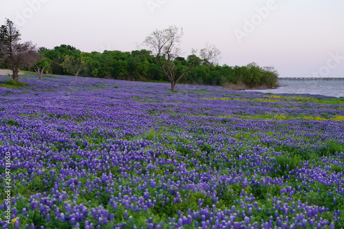 View of blooming bluebonnet wildflowers at a park near Texas Hill Country during spring time