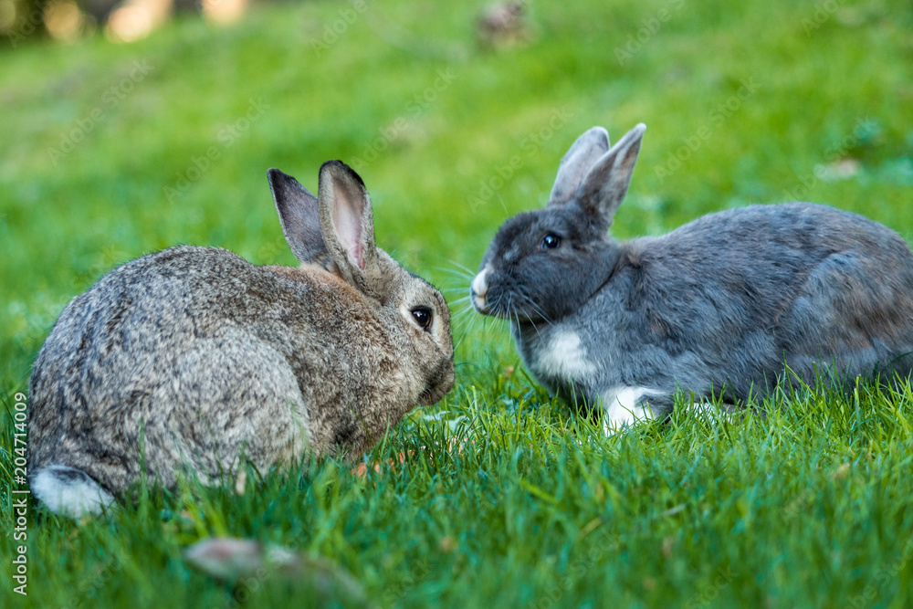 rabbit couple sharing their grassy lunch rabbit couple sharing their grassy lunch