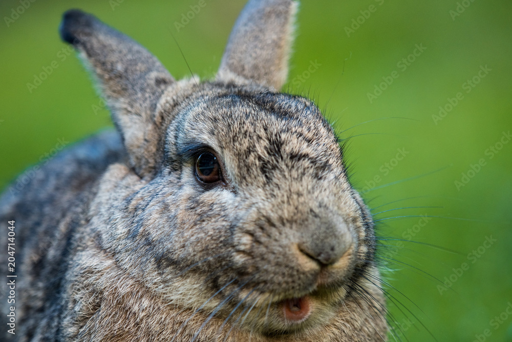 Fototapeta premium close up shot of grey rabbit with big eyes and opened mouth
