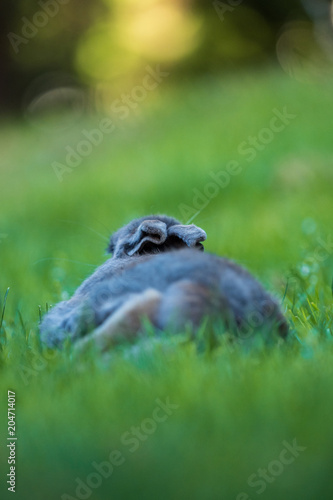 shot behind a grey rabbit sleeping on the grass under the shade © Yi