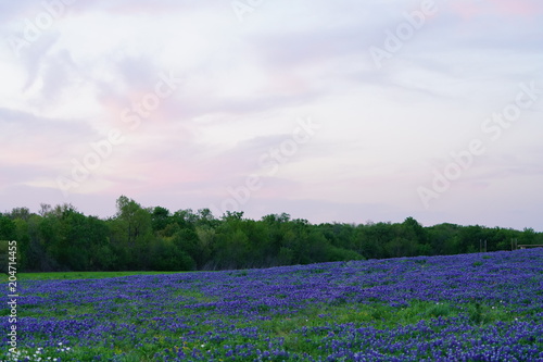 View of blooming bluebonnet wildflowers at a park near Texas Hill Country during spring time