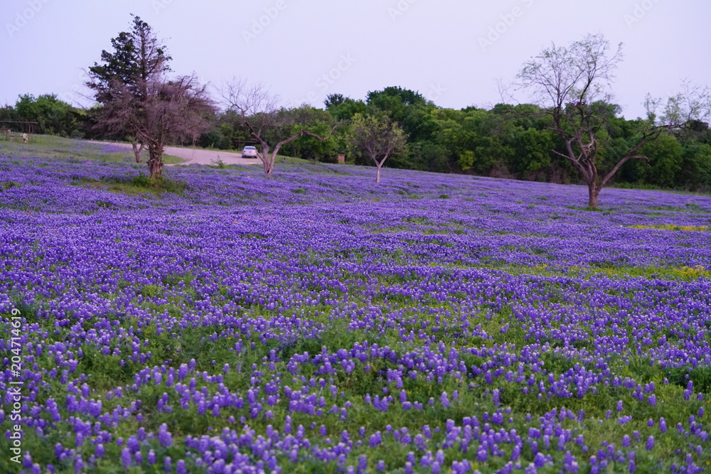 View of blooming bluebonnet wildflowers at a park near Texas Hill Country during spring time View of blooming bluebonnet wildflowers at a park near Texas Hill Country during spring time
