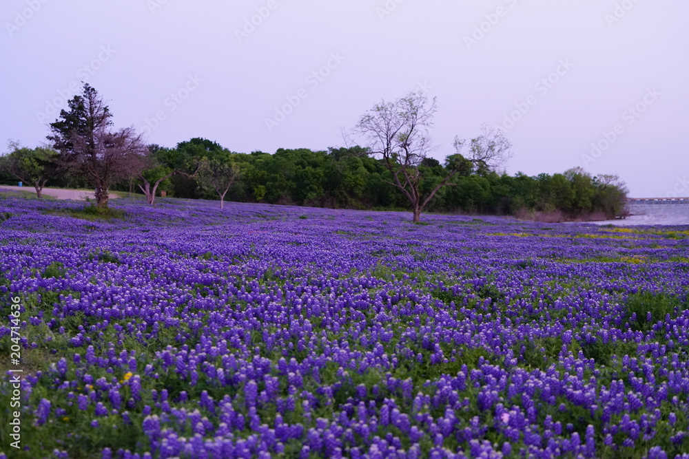 View of blooming bluebonnet wildflowers at a park near Texas Hill Country during spring time View of blooming bluebonnet wildflowers at a park near Texas Hill Country during spring time