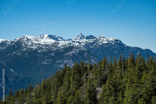 forest in front of snow covered mountain on a sunny day