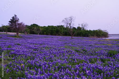View of blooming bluebonnet wildflowers at a park near Texas Hill Country during spring time © Nicholas & Geraldine