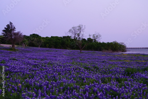 View of blooming bluebonnet wildflowers at a park near Texas Hill Country during spring time