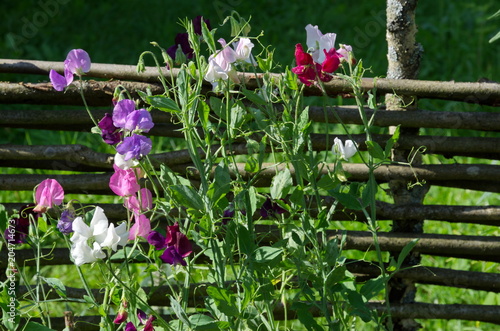 Multi-colored Sweet peas, or Chin fragrant (lat. Lathyrus odomtus) blooms in the garden