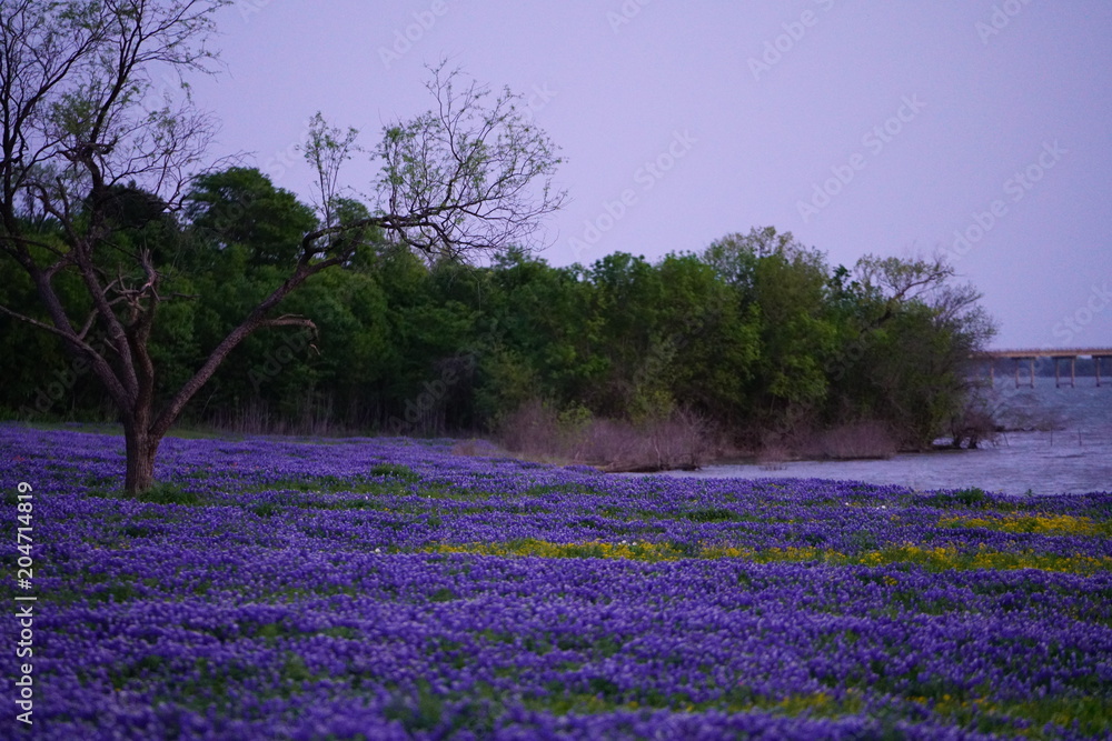 View of blooming bluebonnet wildflowers at a park near Texas Hill Country during spring time View of blooming bluebonnet wildflowers at a park near Texas Hill Country during spring time