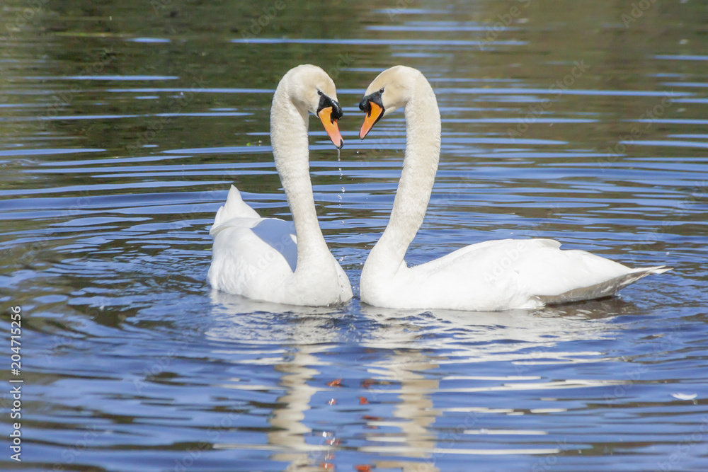 Swan steam on the water surface Swan steam on the water surface