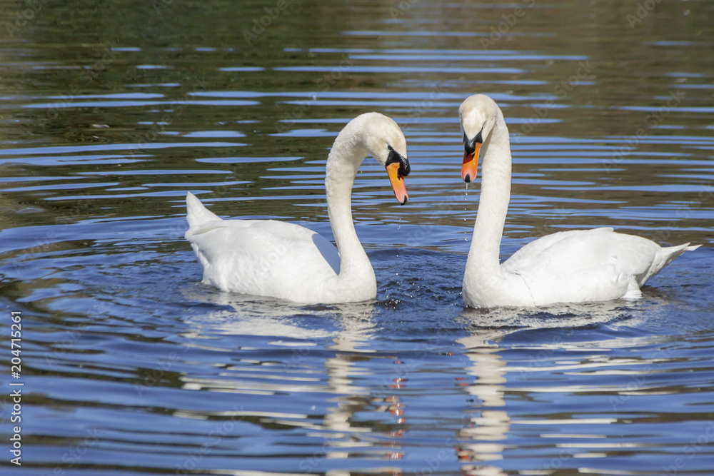 Swan steam on the water surface Swan steam on the water surface