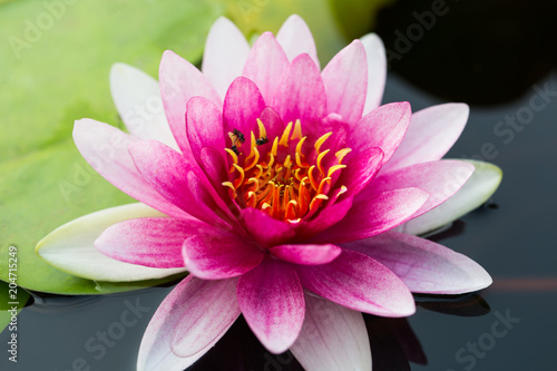 pink waterlily or lotus flower blooming on the pond