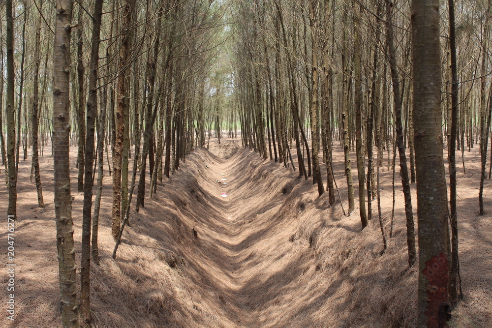 Naklejka premium Garden. Piece of land with trees