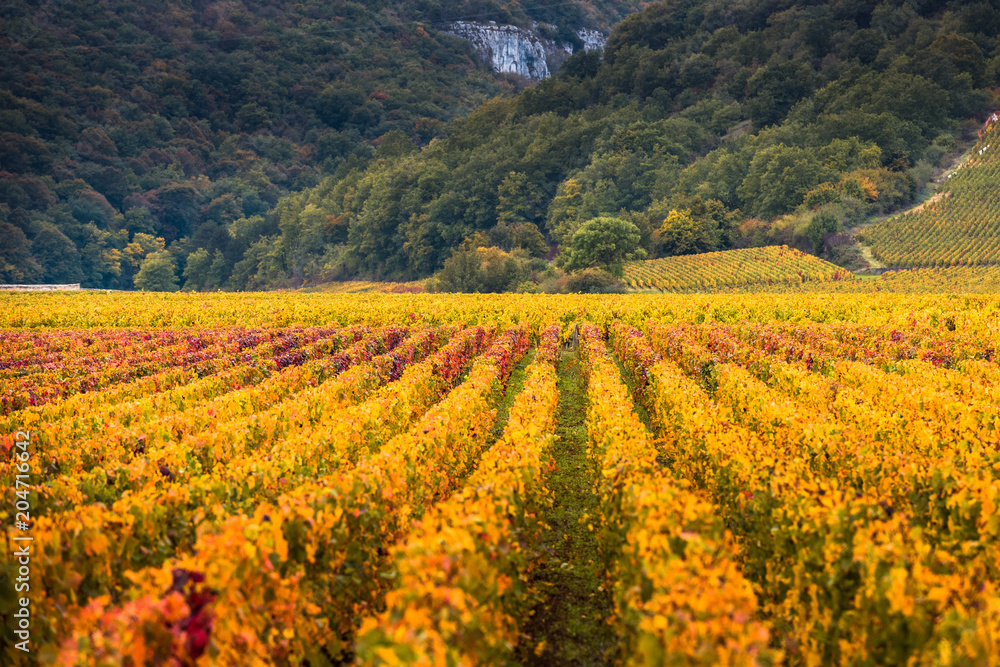Vineyards in the autumn season, Burgundy, France