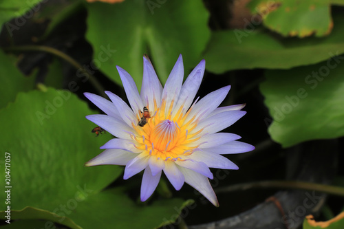 purple lotus is beautiful flower and bee on green nature background