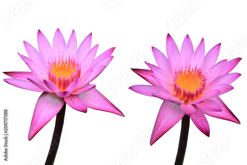 two pink lotus is beautiful flower on white isolate background