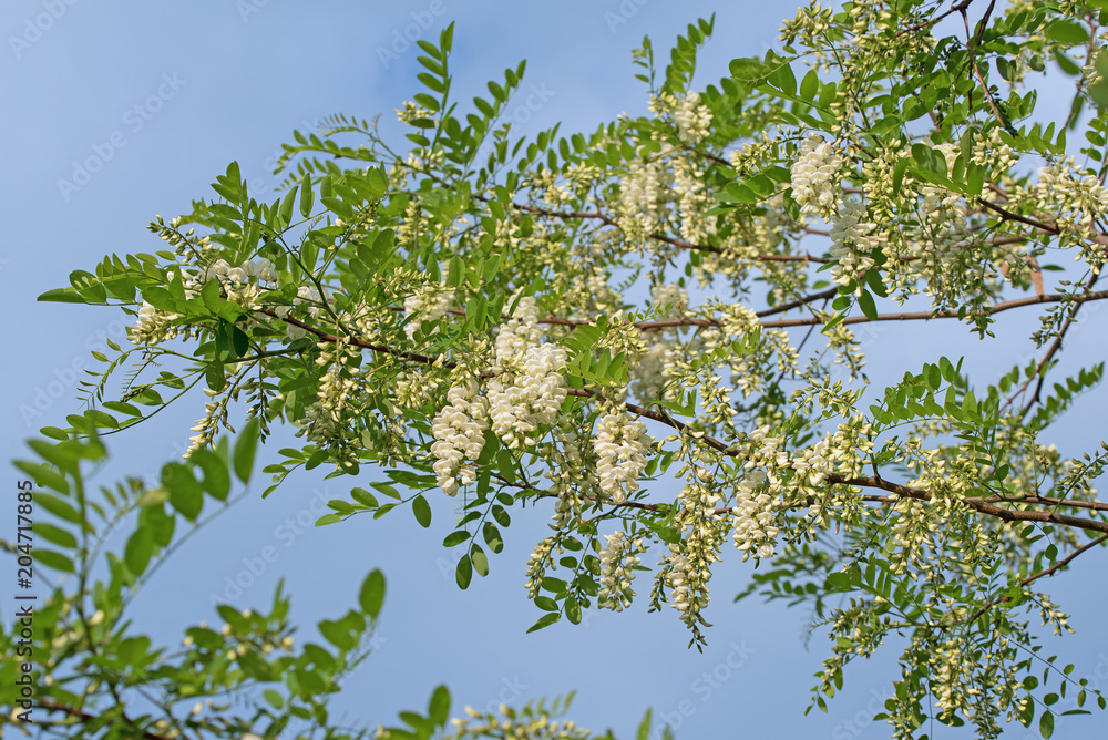 Fototapeta premium Blühende Robinie, Robinia pseudoacacia, Falsche Akazie