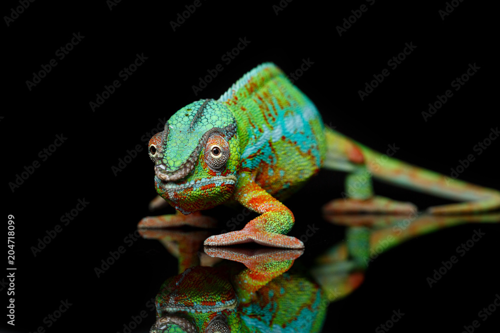 Obraz premium żywy gad kameleon