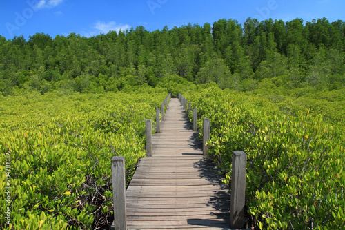wooden bridge in green mangrove and blue sky nature outdoor landscape background © Tanewpix4289