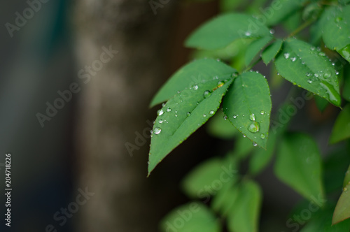 雨つゆに濡れる木の葉